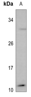 1 - Anti-MYCBP Antibody AP53937