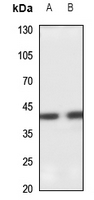 1 - Anti-SETMAR Antibody AP53938