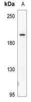 1 - Anti-Myosin-pan (Acetyl-K505) Antibody AP53939