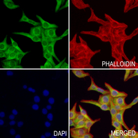 3 - Anti-TBX2/3 Antibody AP53941