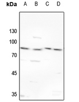 1 - Anti-TBX2/3 Antibody AP53941