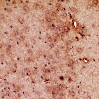 19 - Anti-RRP7A/B Antibody AP53942