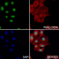 3 - Anti-TF2A2 Antibody AP53945