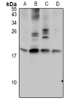 1 - Anti-TF2A2 Antibody AP53945