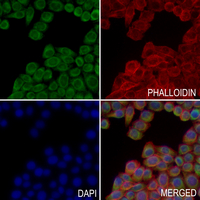 3 - Anti-Cytochrome b5B Antibody AP53946