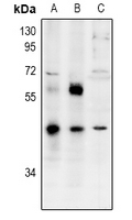 1 - Anti-ZNF392 Antibody AP53950