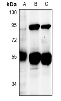 1 - Anti-DUS2L Antibody AP53951
