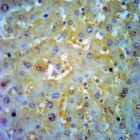 19 - Anti-ADAM12-S Antibody AP53952