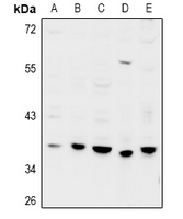 1 - Anti-GPRC5D Antibody AP53954