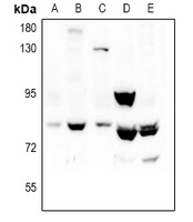 1 - Anti-REPS1 Antibody AP53955