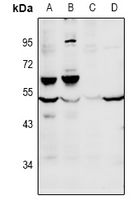 1 - Anti-FOXD4 Antibody AP53956