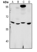 1 - Anti-WEE2 Antibody AP53957