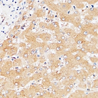 19 - Anti-CD85e Antibody AP53958