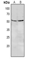 1 - Anti-CD85e Antibody AP53958
