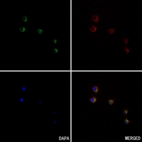 3 - Anti-CD172a/b Antibody AP53959