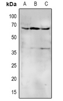 1 - Anti-CD172a/b Antibody AP53959
