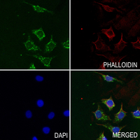 3 - Anti-TAFI Antibody AP53961