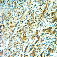 19 - Anti-TAFI Antibody AP53961
