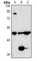 1 - Anti-TAFI Antibody AP53961