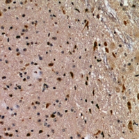 19 - Anti-FKBPL Antibody AP53963
