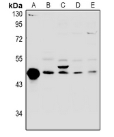 1 - Anti-FKBPL Antibody AP53963