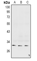 1 - Anti-Connexin 31.3 Antibody AP53964