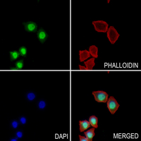 3 - Anti-INT2 Antibody AP53965