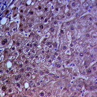 19 - Anti-INT2 Antibody AP53965