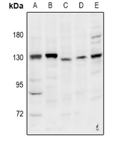 1 - Anti-INT2 Antibody AP53965