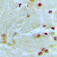 19 - Anti-MED13L Antibody AP53966