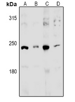 1 - Anti-MED13L Antibody AP53966