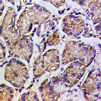 19 - Anti-MYO5A Antibody AP53967