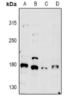 1 - Anti-MYO5A Antibody AP53967