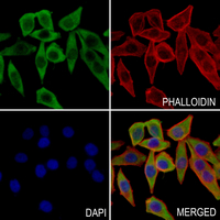 3 - Anti-OCTN2 Antibody AP53968