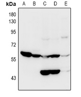 1 - Anti-OCTN2 Antibody AP53968
