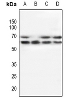 1 - Anti-POTEG Antibody AP53969