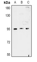 1 - Anti-FAM35A Antibody AP53970