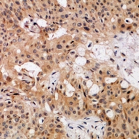 19 - Anti-NDRG3 Antibody AP53971