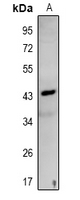 1 - Anti-NDRG3 Antibody AP53971