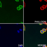 3 - Anti-MYPT3 Antibody AP53972