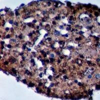 19 - Anti-MYPT3 Antibody AP53972