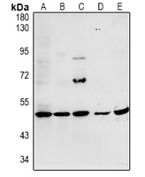 1 - Anti-MYPT3 Antibody AP53972
