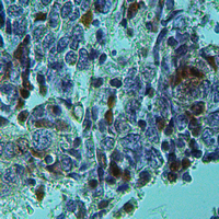 19 - Anti-RGPD1/2/3/4/5/8 Antibody AP53974