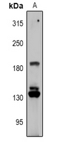 1 - Anti-RGPD1/2/3/4/5/8 Antibody AP53974