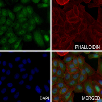 3 - Anti-PHAX Antibody AP53976