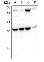 1 - Anti-PHAX Antibody AP53976