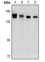 1 - Anti-STK36 Antibody AP53977