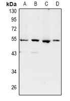 1 - Anti-SHD Antibody AP53978