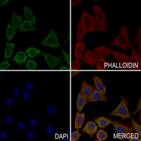 3 - Anti-SH3TC1 Antibody AP53979