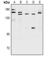 1 - Anti-SH3TC1 Antibody AP53979